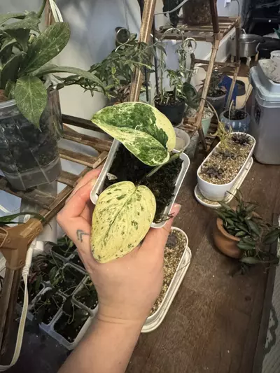 plant/Scindapsus Hailmoon-0-thumbnail