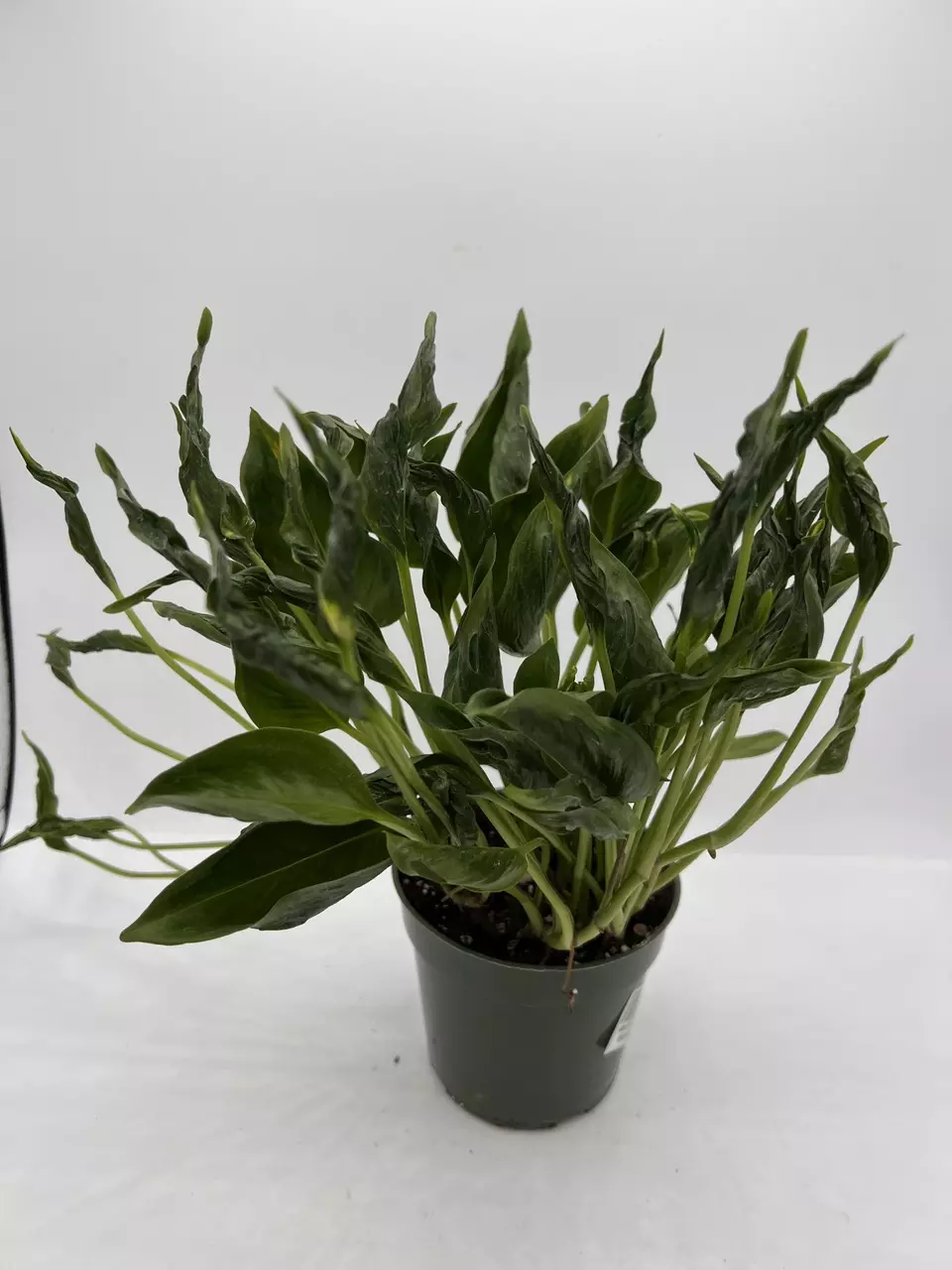 plant/4IN EPIPREMNUM
SHANGRI LA-0