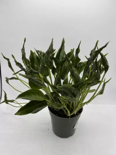 plant/4IN EPIPREMNUM
SHANGRI LA-0-thumbnail