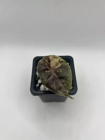 plant/Alocasia Azlanii Orange-2-thumbnail