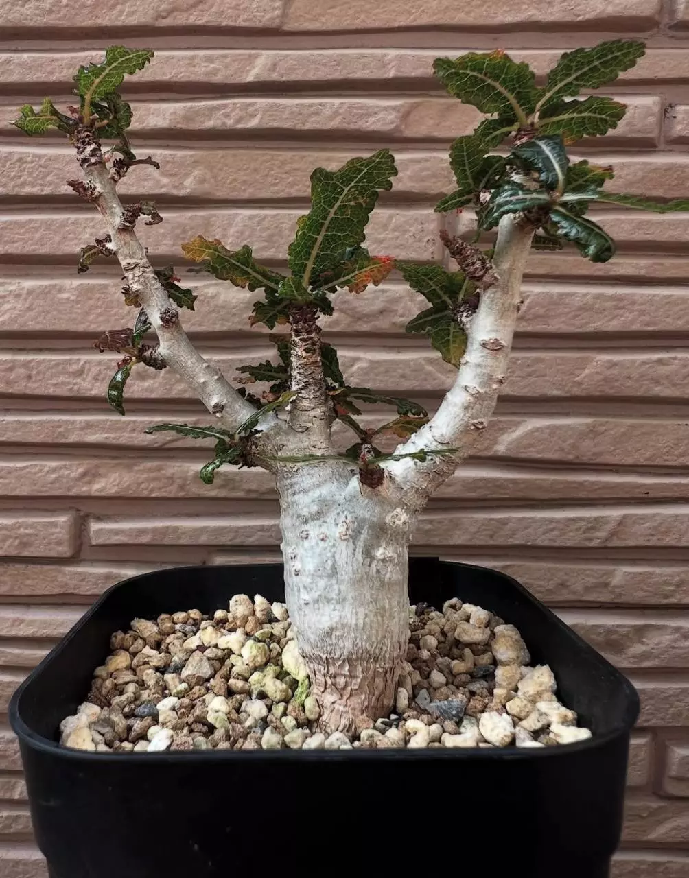 plant/Boswellia nana (Grower’s Choice)-0