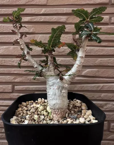 plant/Boswellia nana (Grower’s Choice)-0-thumbnail