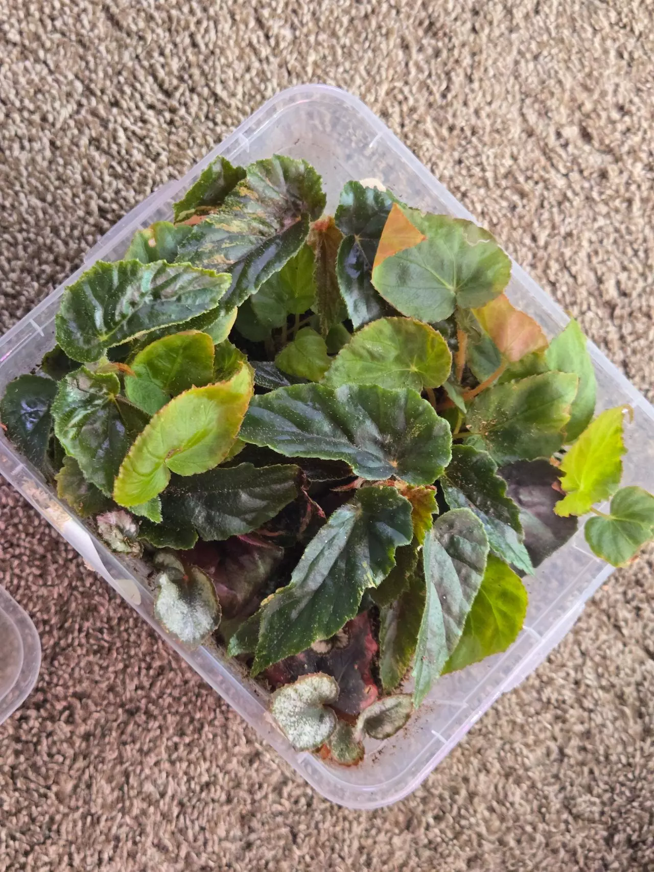plant/Box 'o' Begonia-0