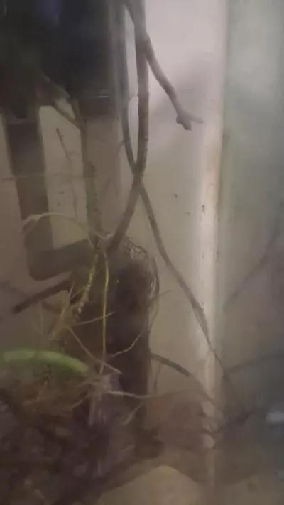 plant/Monstera Borsigiana Albo (tri colored)Cuttings-6-thumbnail