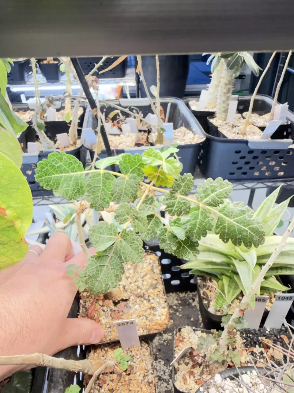 plant/Boswellia nana (Grower’s Choice)-1