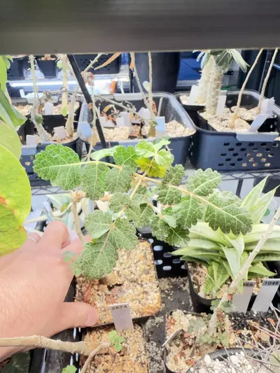 plant/Boswellia nana (Grower’s Choice)-1-thumbnail