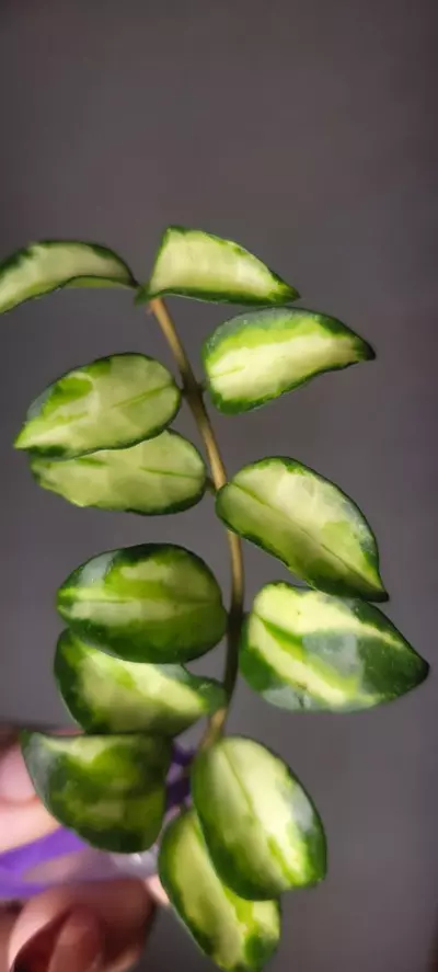 plant/Hoya Lacunosa Tricolor Bruno *Unrooted-2-thumbnail