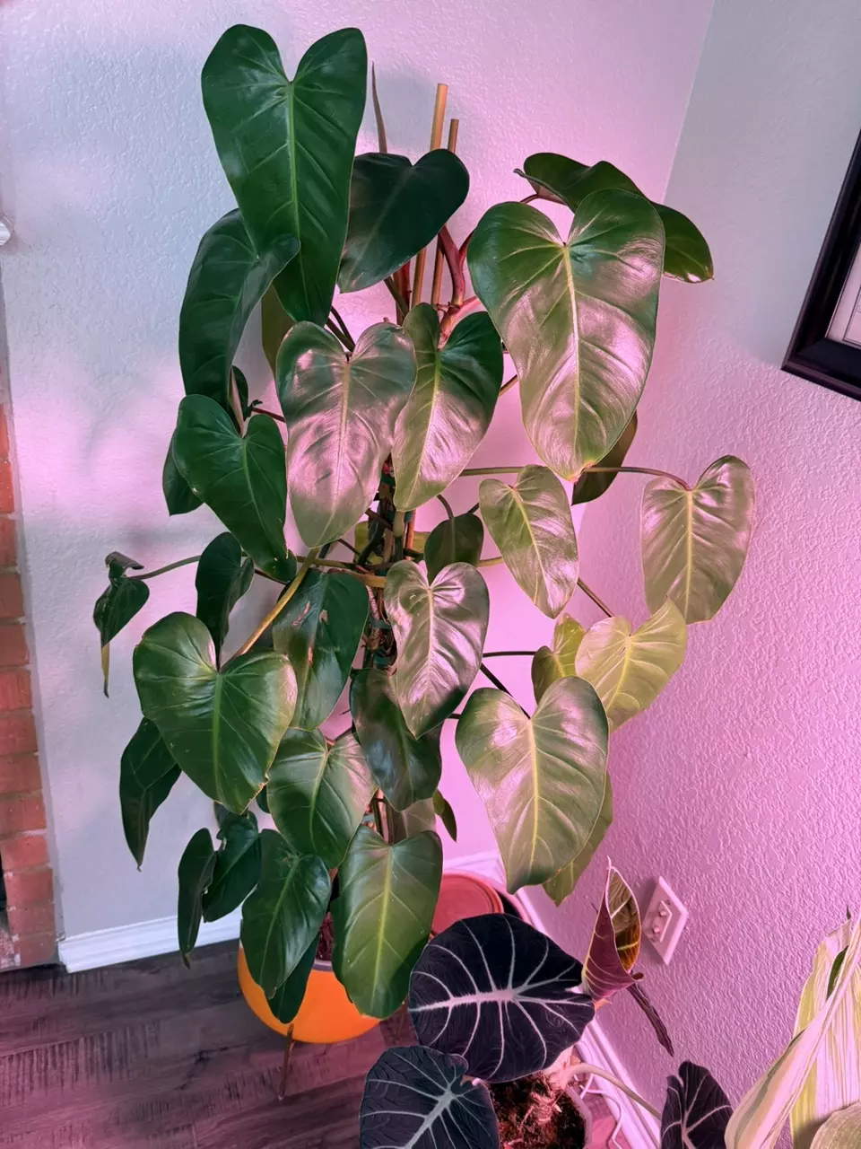 plant/Philodendron Red Emerald – 6 inch pot-6