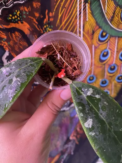 plant/Hoya Rintzii Borneo-2-thumbnail