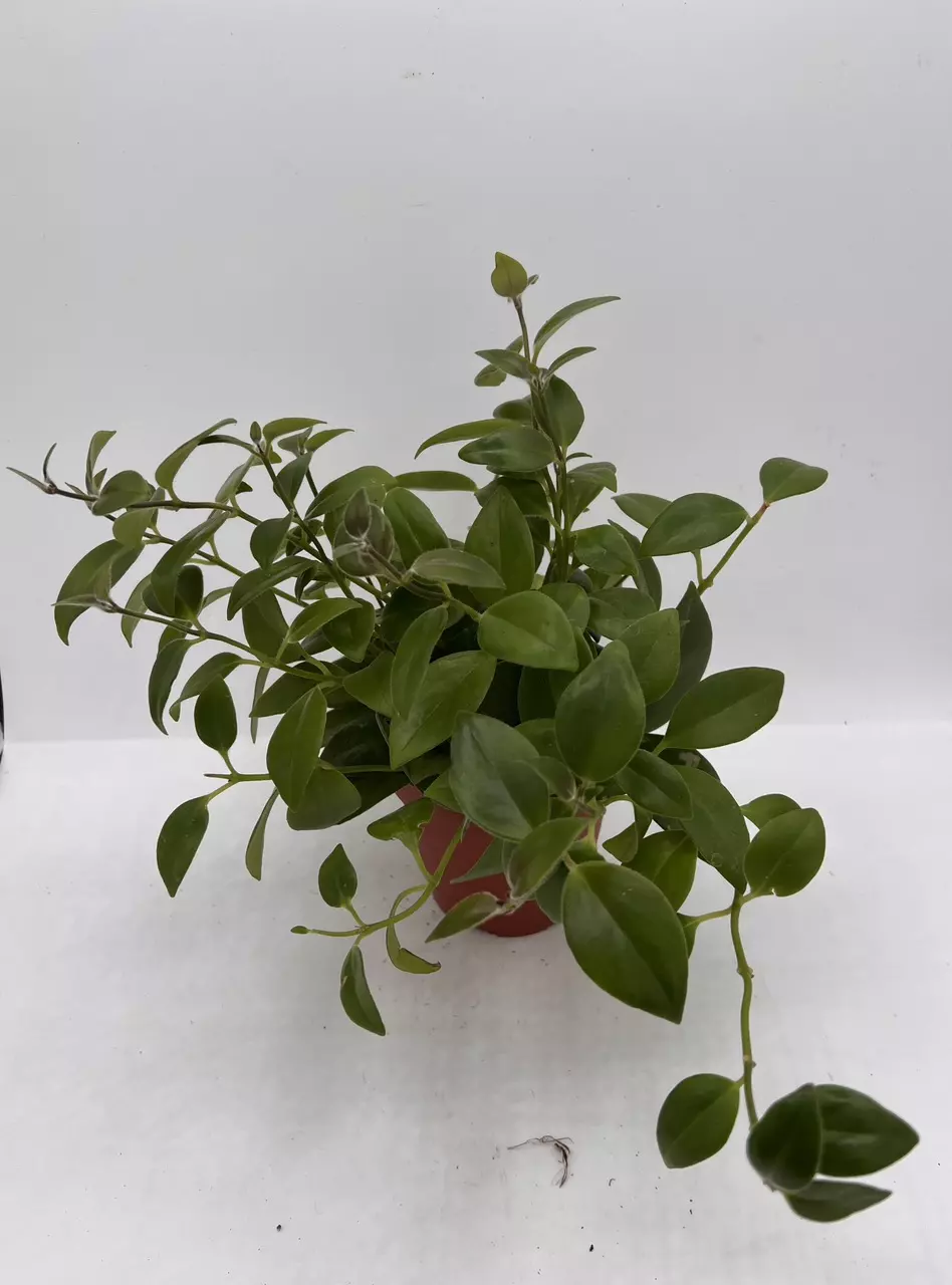 plant/“Mona Lisa” lipstick 4in-0