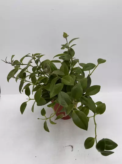 plant/“Mona Lisa” lipstick 4in-0-thumbnail