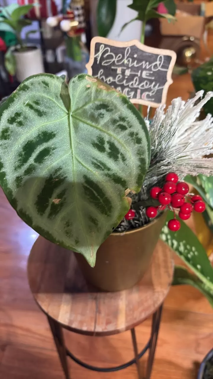 plant/Holiday themed potted inspirations-0