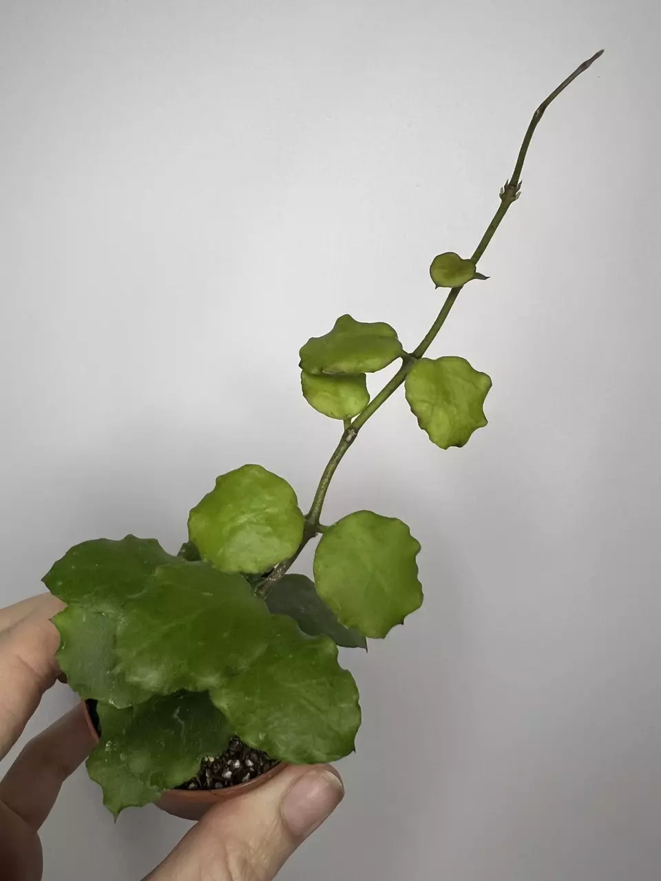 plant/Hoya Enduaensis-0