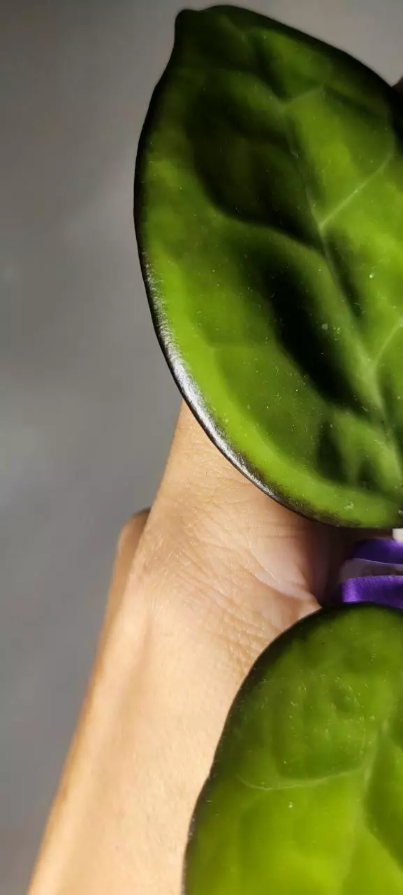 plant/Hoya KSB01 sp Kasembon *Unrooted-3