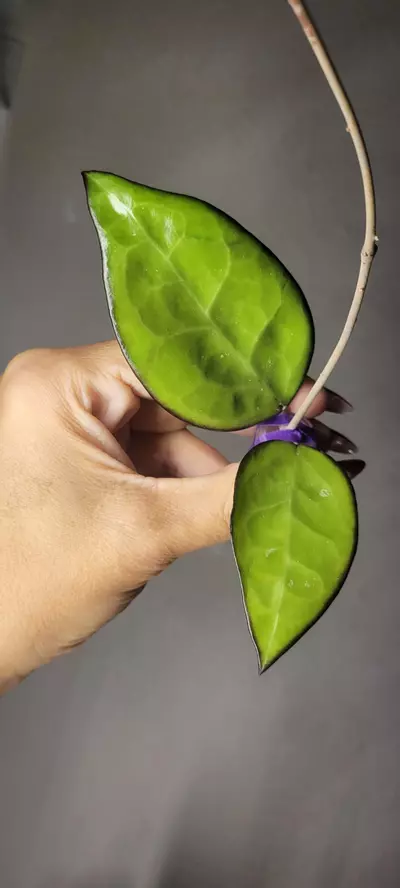 plant/Hoya KSB01 sp Kasembon *Unrooted-1-thumbnail