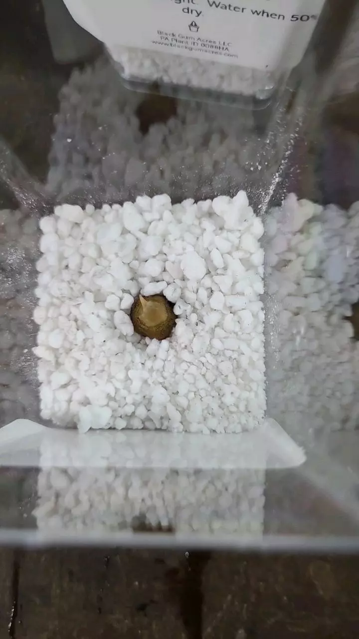 plant/Alocasia Polly Sprouted Corm 12-039-0