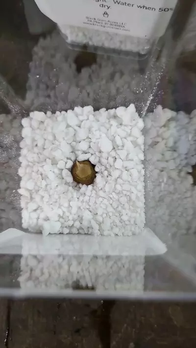 plant/Alocasia Polly Sprouted Corm 12-039-0-thumbnail