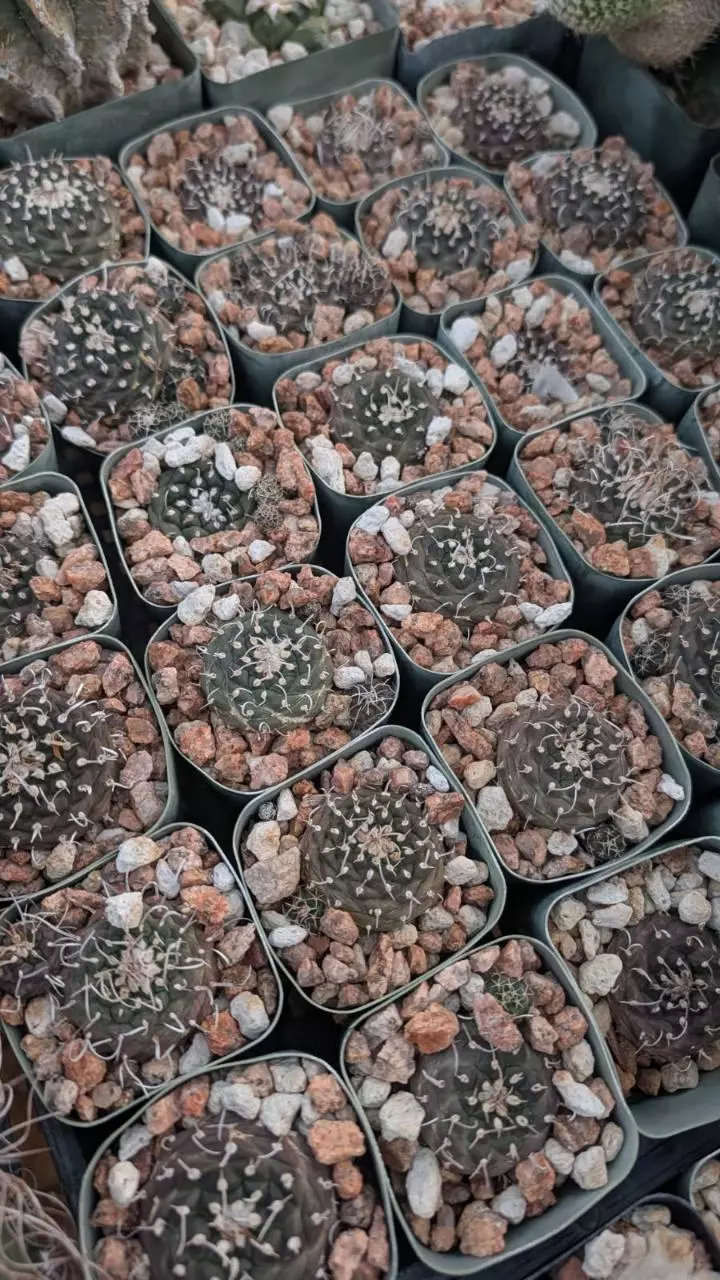 plant/NEW ! Turbinicarpus bonatzi 10 ct-0