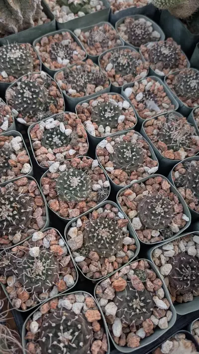 plant/NEW ! Turbinicarpus bonatzi 10 ct-0-thumbnail