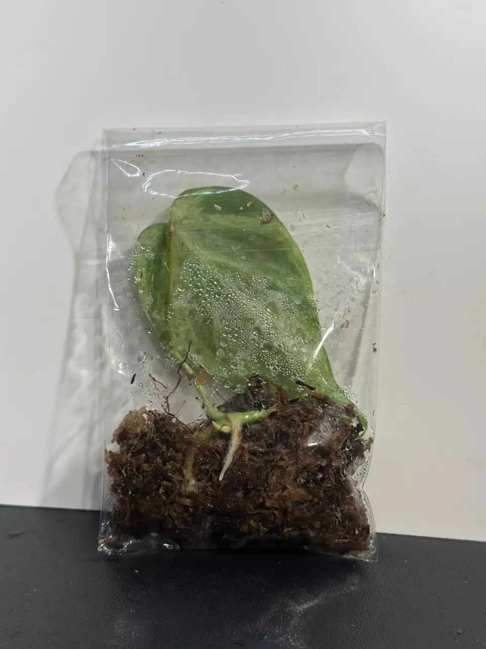 plant/Variegated Heartleaft Philodendron-1