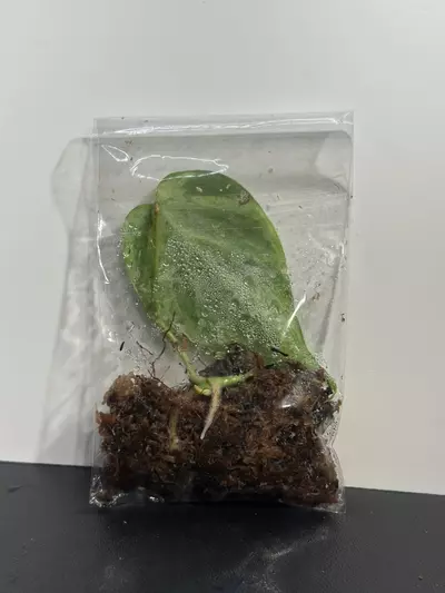 plant/Variegated Heartleaft Philodendron-1-thumbnail