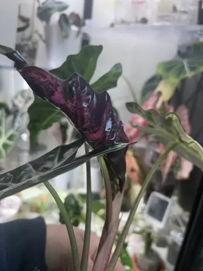 plant/Amazonica Thai pink-1-thumbnail