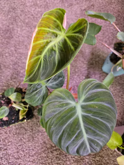 plant/Plant Bundle-2-thumbnail