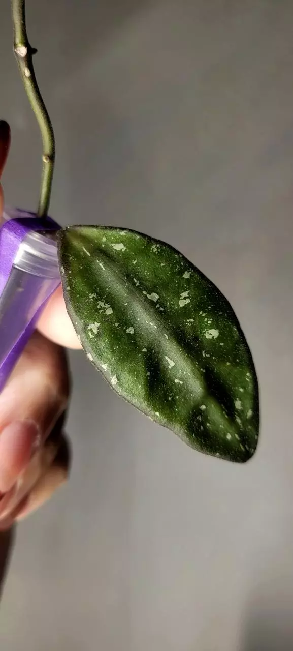 plant/Hoya Rundumensis Splash *Unrooted-1