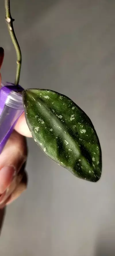 plant/Hoya Rundumensis Splash *Unrooted-1-thumbnail