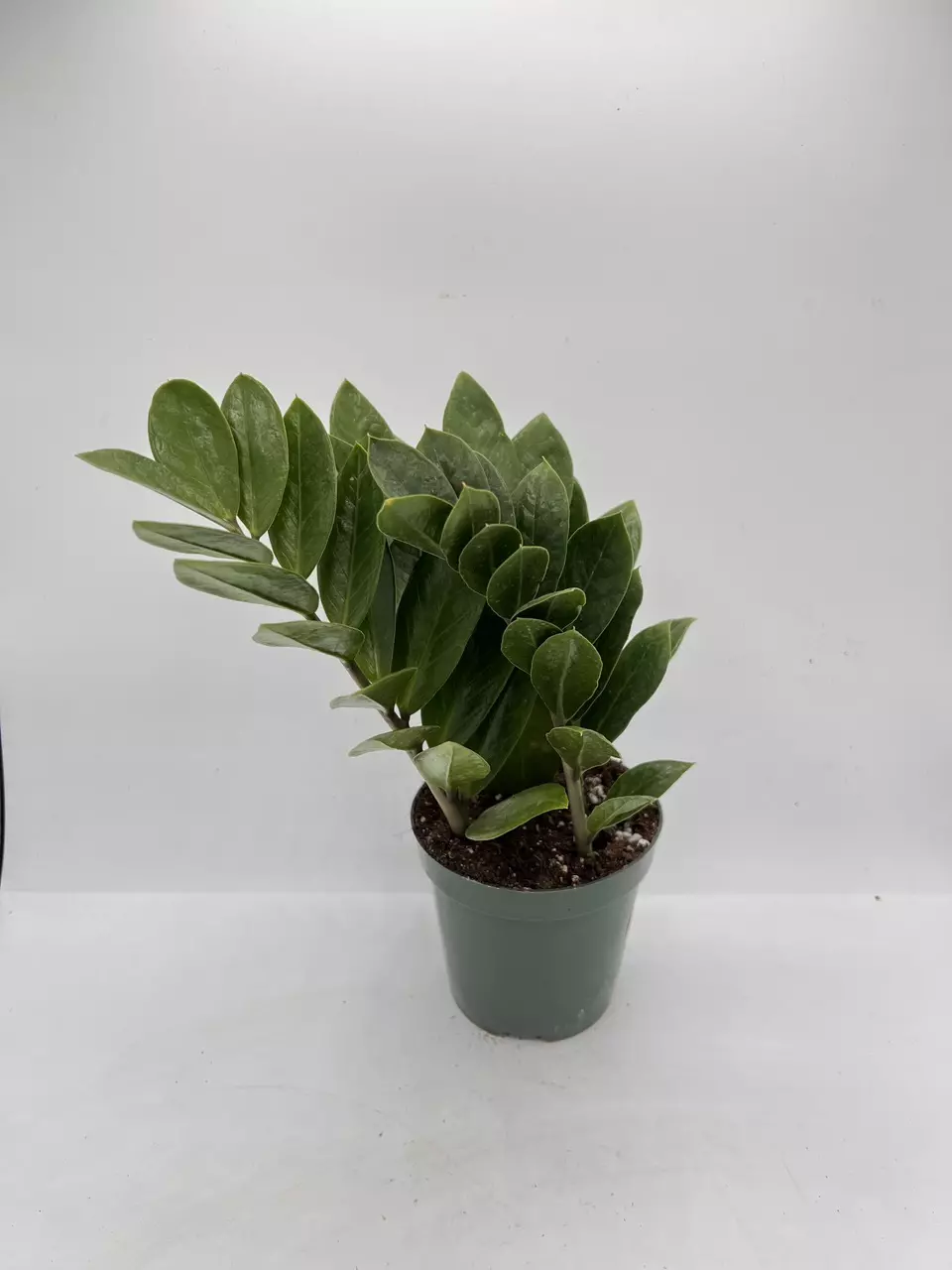 plant/Zz plant 4in-0