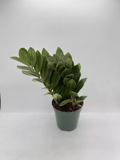 plant/Zz plant 4in-0-thumbnail