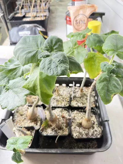 plant/Uncarina roeoesliana (Grower’s Choice)-1-thumbnail