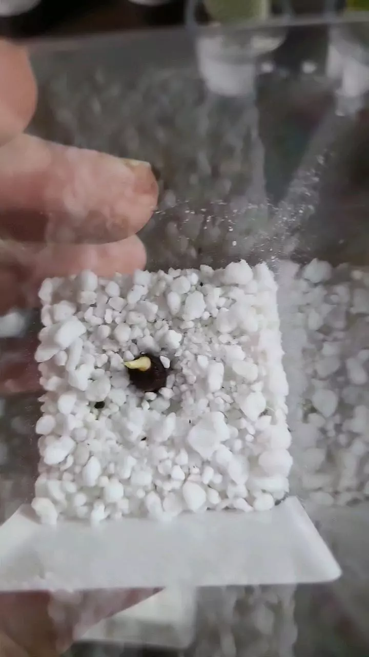 plant/Alocasia Scalprum Sprouted Corm 12-037-0