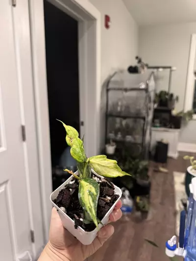 plant/Hoya Polynuear Inner variegated-1-thumbnail