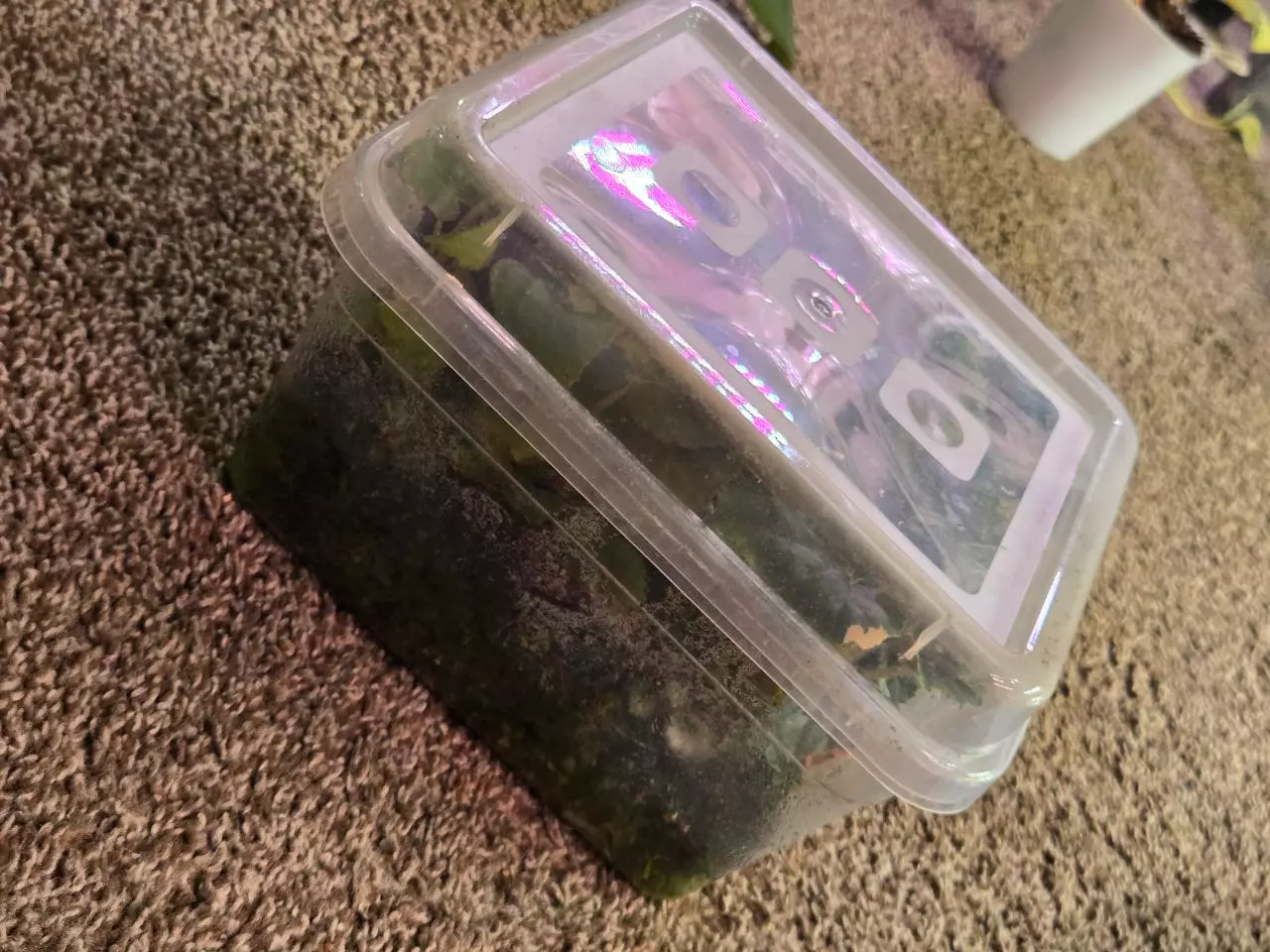 plant/Box 'o' Begonia-3