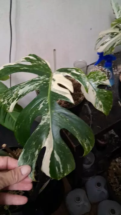 plant/Monstera Borsigiana Albo (tri colored)Cuttings-7-thumbnail