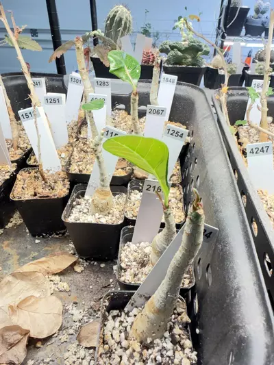 plant/Adenium obesum “Desert Rose” (Grower’s Choice)-1-thumbnail