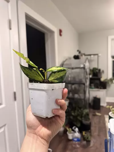 plant/Hoya Polynuear Inner variegated-0-thumbnail