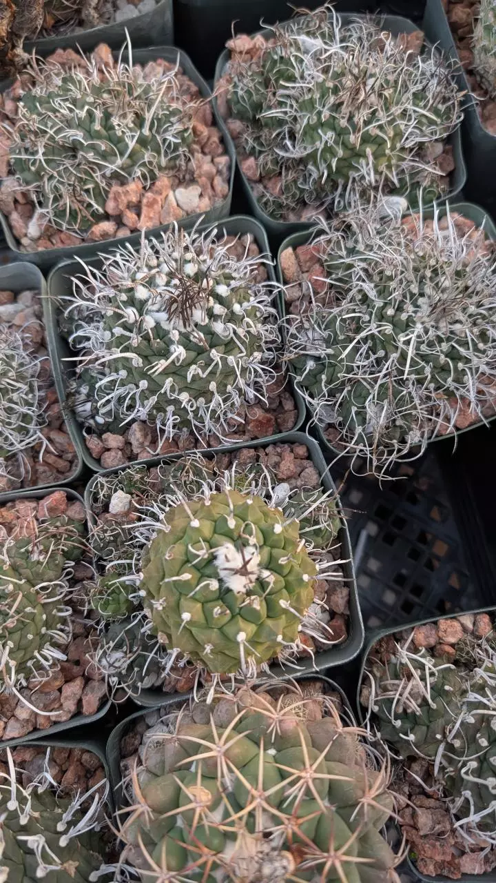 plant/NEW ! Turbinicarpus Schmedickianus Rubiflorius 10ct.-0