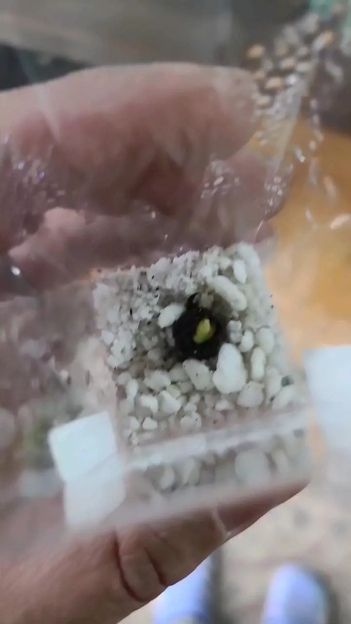 plant/Alocasia Dragon Scale Corm 12-035-0