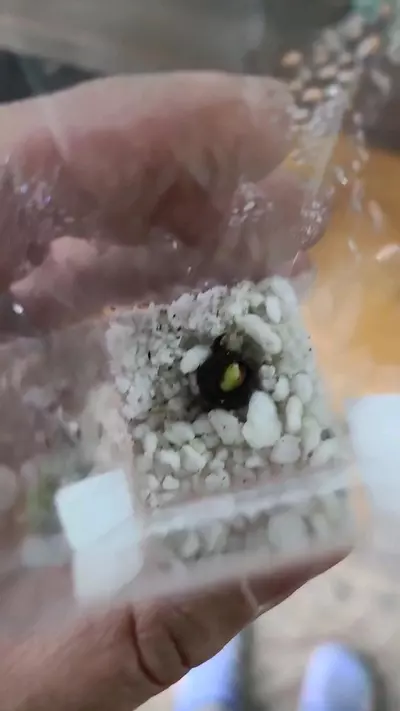 plant/Alocasia Dragon Scale Corm 12-035-0-thumbnail