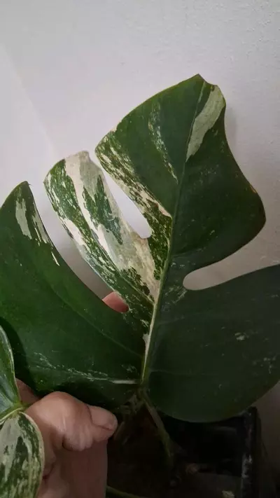 plant/Monstera Borsigiana Albo (tri colored)Cuttings-4-thumbnail
