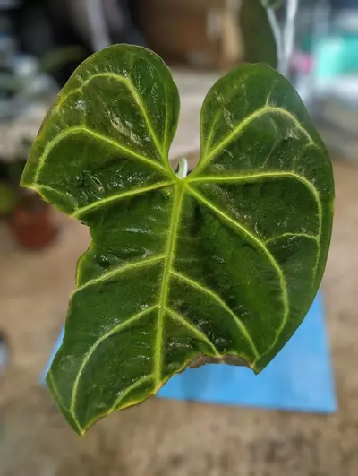 plant/Anthurium Regale Mother Plant with new growth 1G-0-thumbnail