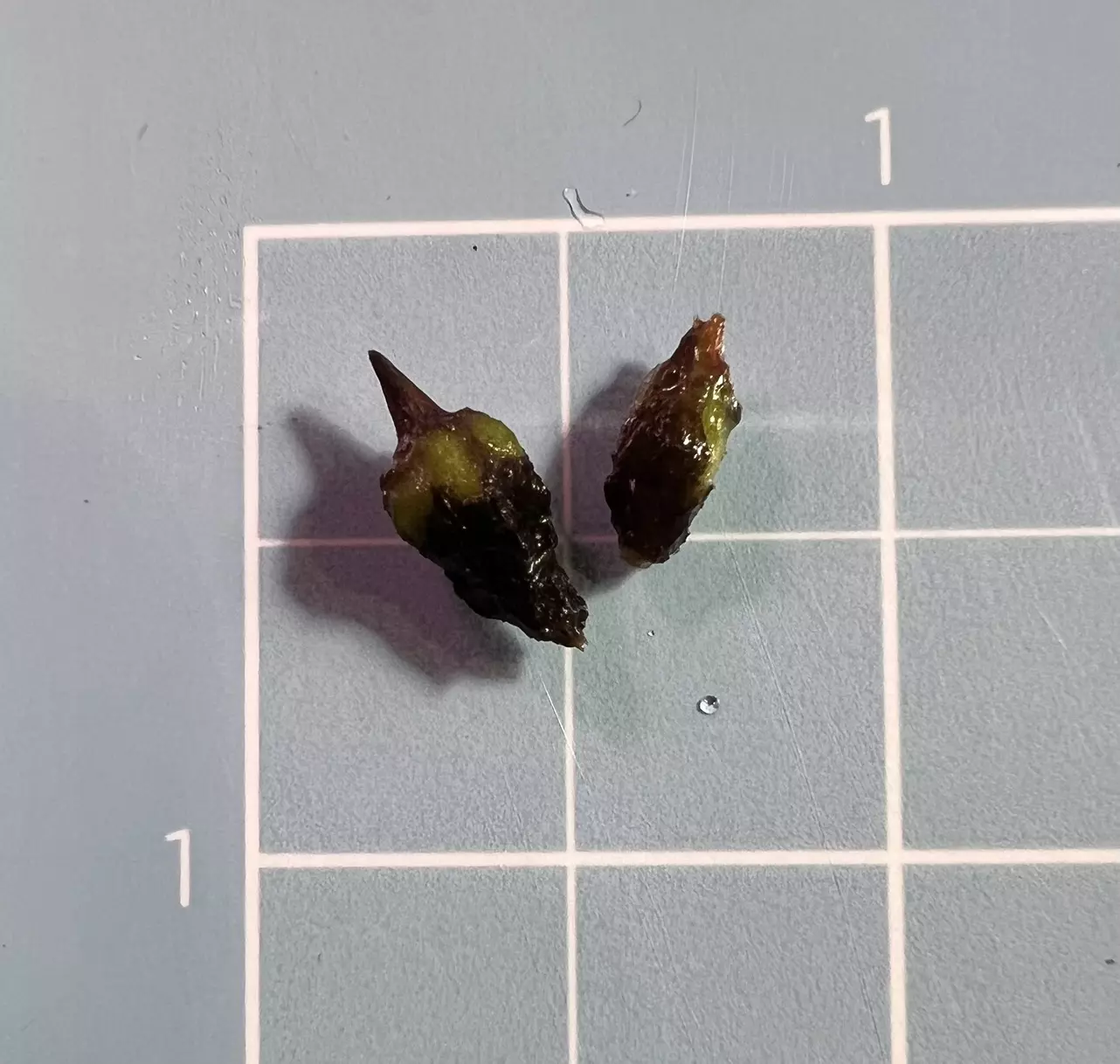 plant/Corm E - Alocasia Longiloba Purple (Read
Description)-2