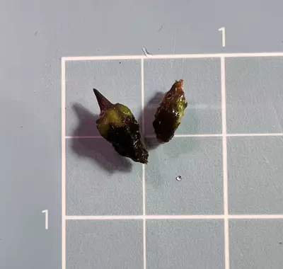 plant/Corm E - Alocasia Longiloba Purple (Read
Description)-2-thumbnail