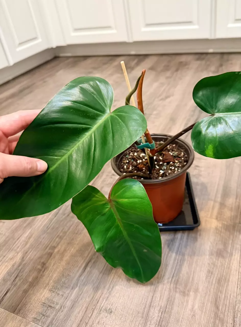 plant/Philodendron Red Emerald – 6 inch pot-1