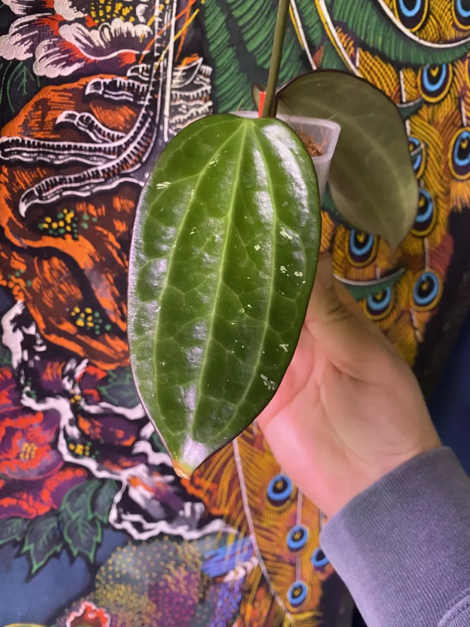 plant/Hoya Polystacha-0