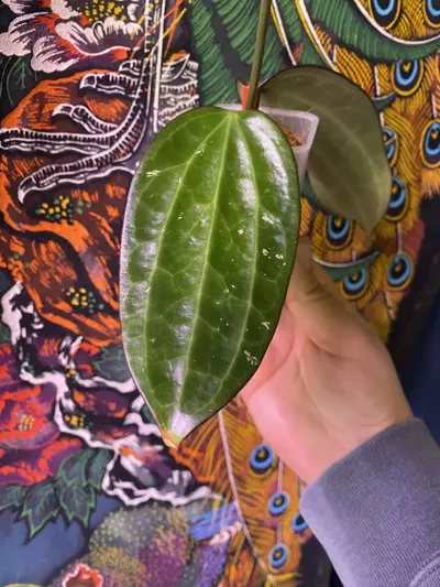 plant/Hoya Polystacha-0-thumbnail