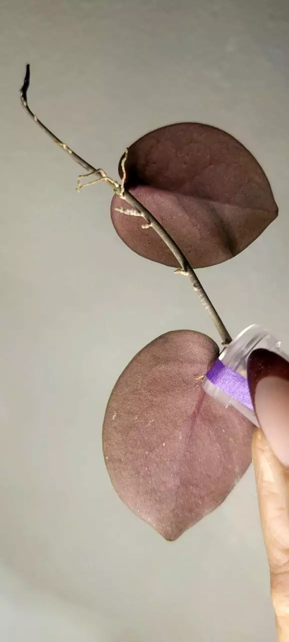 plant/Hoya WRX103-101 (WRX46-11 x Imbricata)*Unrooted-3