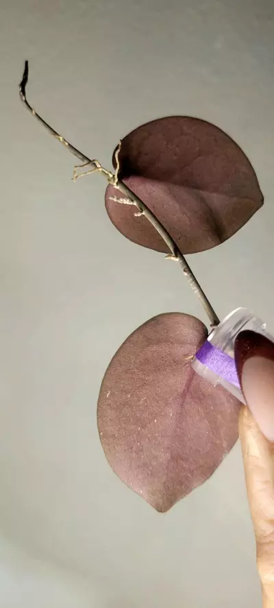 plant/Hoya WRX103-101 (WRX46-11 x Imbricata)*Unrooted-3-thumbnail